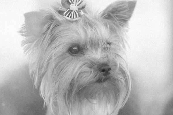 Ultimate guide to smoothly introducing a new kitten into your dog-loving household