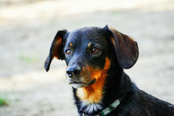 French Bulldog Puppies