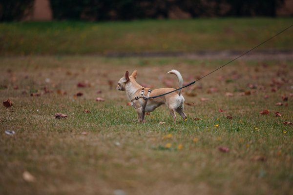 Top Native UK Flowers That Nourish Honeybees: A Guide to Optimal Nutrition