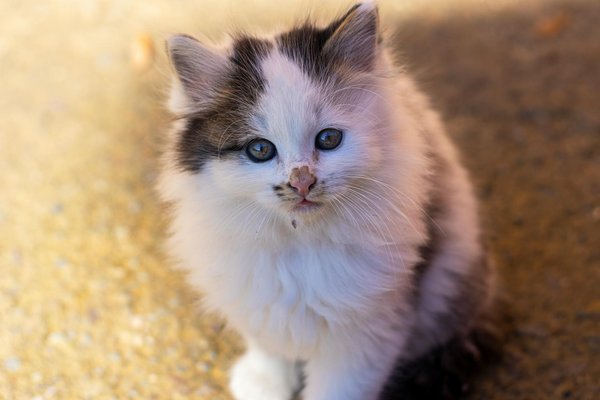 Unlocking excellence: essential training techniques for doberman pinschers to excel in competitions